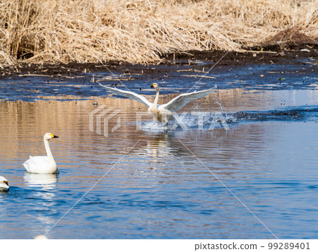 A wintering ground for swans: the graceful and dynamic fluttering of swans' wings in Sugo-numa, Ibaraki Prefecture A wintering ground for swans: the graceful and dynamic fluttering of swans' wings in Sugo-numa, Ibaraki Prefecture 99289401