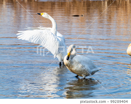 A wintering ground for swans: the graceful and dynamic fluttering of swans' wings in Sugo-numa, Ibaraki Prefecture A wintering ground for swans: the graceful and dynamic fluttering of swans' wings in Sugo-numa, Ibaraki Prefecture 99289404