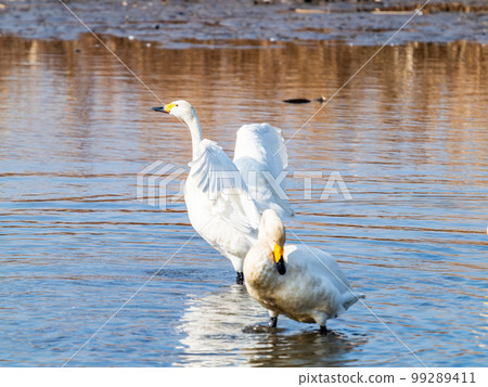 A wintering ground for swans: the graceful and dynamic fluttering of swans' wings in Sugo-numa, Ibaraki Prefecture 99289411
