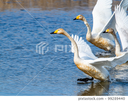 天鵝的越冬地：茨城縣須鄉沼，天鵝振翅的姿態優雅動感 99289440