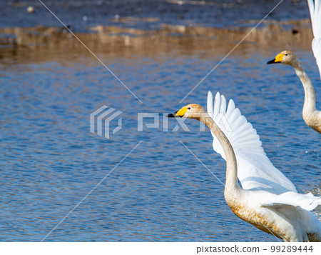 A wintering ground for swans: the graceful and dynamic fluttering of swans' wings in Sugo-numa, Ibaraki Prefecture A wintering ground for swans: the graceful and dynamic fluttering of swans' wings in Sugo-numa, Ibaraki Prefecture 99289444