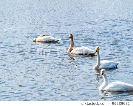 A wintering ground for swans: A flock of graceful and beautiful swans in Sugo-numa, Ibaraki Prefecture 99289621