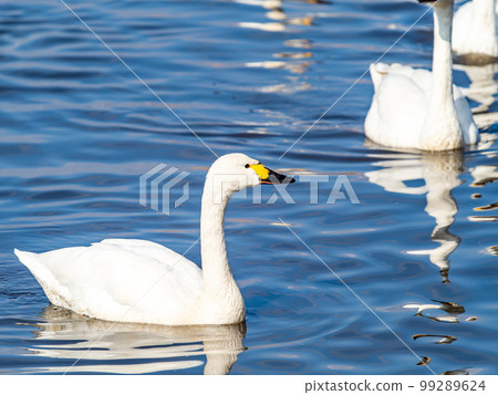 A wintering ground for swans: A flock of graceful and beautiful swans in Sugo-numa, Ibaraki Prefecture 99289624