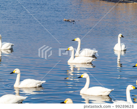 A wintering ground for swans: A flock of graceful and beautiful swans in Sugo-numa, Ibaraki Prefecture A wintering ground for swans: A flock of graceful and beautiful swans in Sugo-numa, Ibaraki Prefecture 99289628
