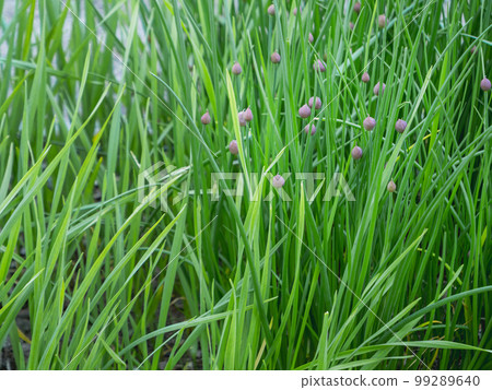 Chives or Allium schoenoprasum. Green leaves in kitchen garden. Growing edible plants as organic food. Chives or Allium schoenoprasum. Green leaves in kitchen garden. Growing edible plants as organic food. 99289640