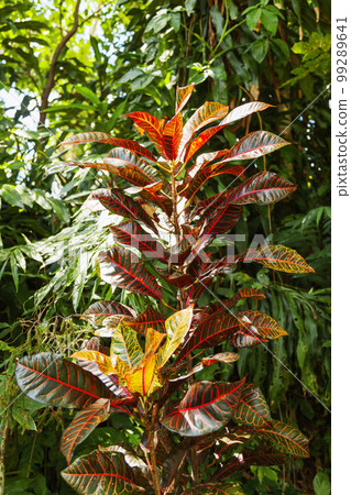 Colorful leaves of Codiaeum variegatum. Tree of fire croton, garden croton, or variegated croton. Tropical jungles of Bali island, Indonesia. Colorful leaves of Codiaeum variegatum. Tree of fire croton, garden croton, or variegated croton. Tropical jungles of Bali island, Indonesia. 99289641