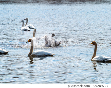 A wintering ground for swans: the graceful and dynamic fluttering of swans' wings in Sugo-numa, Ibaraki Prefecture 99289727