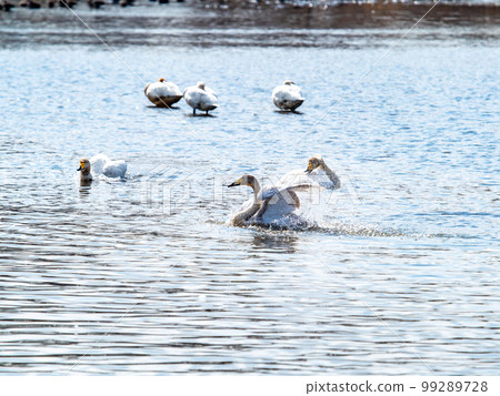 A wintering ground for swans: the graceful and dynamic fluttering of swans' wings in Sugo-numa, Ibaraki Prefecture 99289728