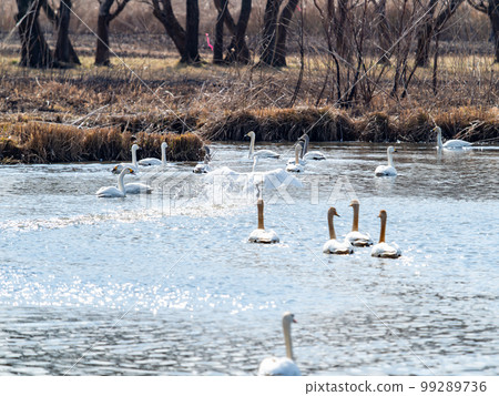 A wintering ground for swans: the graceful and dynamic fluttering of swans' wings in Sugo-numa, Ibaraki Prefecture 99289736