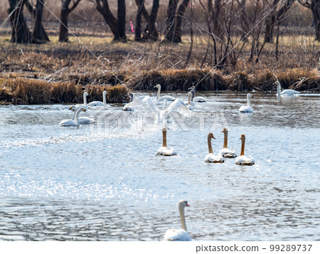 A wintering ground for swans: the graceful and dynamic fluttering of swans' wings in Sugo-numa, Ibaraki Prefecture 99289737