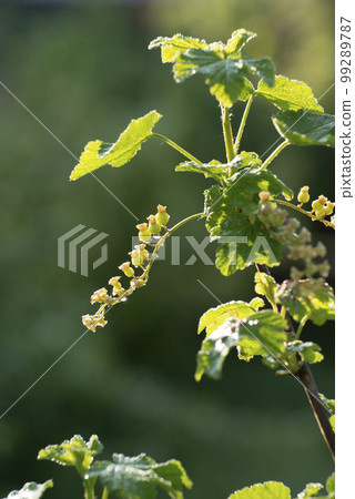 Currant young stalks on twigs spring time Currant young stalks on twigs spring time 99289787