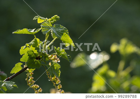 Currant young stalks on twigs spring time Currant young stalks on twigs spring time 99289788