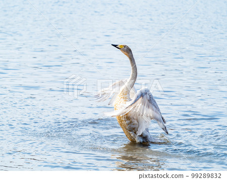 A wintering ground for swans: the graceful and dynamic fluttering of swans' wings in Sugo-numa, Ibaraki Prefecture A wintering ground for swans: the graceful and dynamic fluttering of swans' wings in Sugo-numa, Ibaraki Prefecture 99289832