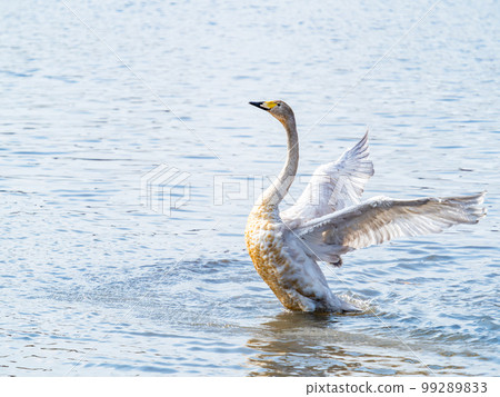 A wintering ground for swans: the graceful and dynamic fluttering of swans' wings in Sugo-numa, Ibaraki Prefecture 99289833