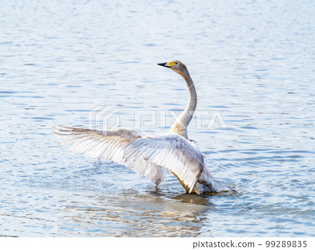 A wintering ground for swans: the graceful and dynamic fluttering of swans' wings in Sugo-numa, Ibaraki Prefecture 99289835