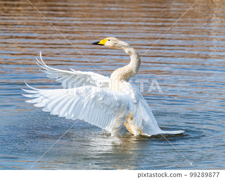 A wintering ground for swans: the graceful and dynamic fluttering of swans' wings in Sugo-numa, Ibaraki Prefecture A wintering ground for swans: the graceful and dynamic fluttering of swans' wings in Sugo-numa, Ibaraki Prefecture 99289877
