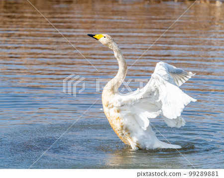 A wintering ground for swans: the graceful and dynamic fluttering of swans' wings in Sugo-numa, Ibaraki Prefecture 99289881