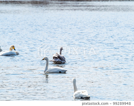A wintering ground for swans: A flock of graceful and beautiful swans in Sugo-numa, Ibaraki Prefecture A wintering ground for swans: A flock of graceful and beautiful swans in Sugo-numa, Ibaraki Prefecture 99289948