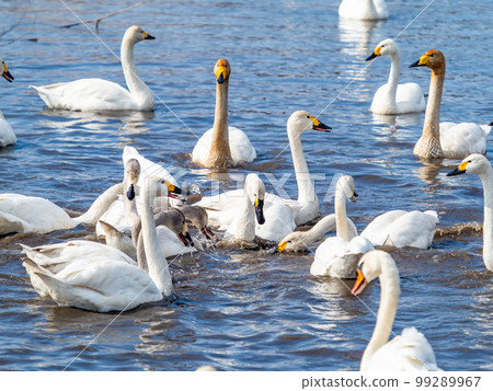 天鵝的越冬地：茨城縣須鄉沼，優雅美麗的天鵝群 99289967