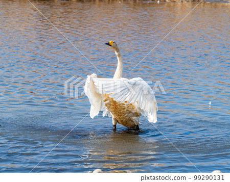 A wintering ground for swans: the graceful and dynamic fluttering of swans' wings in Sugo-numa, Ibaraki Prefecture 99290131