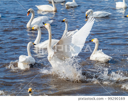 A wintering ground for swans: the graceful and dynamic fluttering of swans' wings in Sugo-numa, Ibaraki Prefecture A wintering ground for swans: the graceful and dynamic fluttering of swans' wings in Sugo-numa, Ibaraki Prefecture 99290169