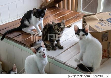 Indoor protection cat 99290197