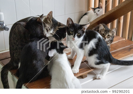 Indoor protection cat Indoor protection cat 99290201