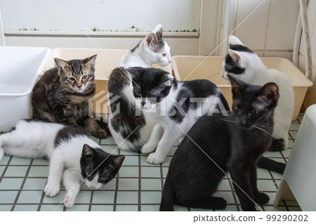 室內保護貓 99290202