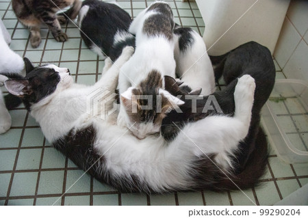 Indoor protection cat Indoor protection cat 99290204