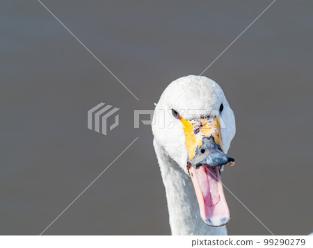 A wintering ground for swans: A flock of graceful and beautiful swans in Sugo-numa, Ibaraki Prefecture 99290279