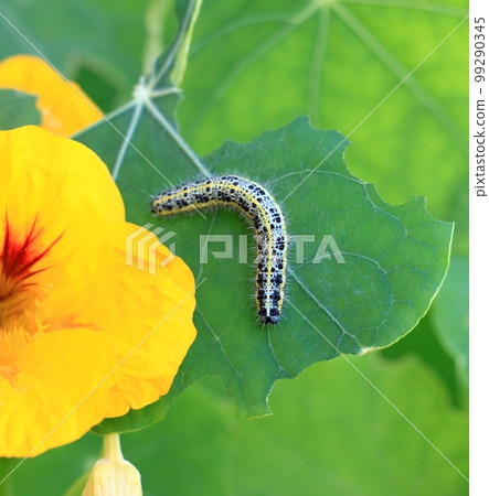 Caterpillar Pieris Brassicae on garden nasturtium, Tropaeolum majus 99290345