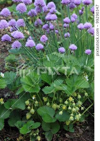 Flowering chives, lat. Allium schoenoprasum, and ripening strawberries in permaculture  garden 99290347