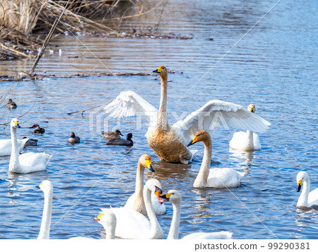 A wintering ground for swans: the graceful and dynamic fluttering of swans' wings in Sugo-numa, Ibaraki Prefecture A wintering ground for swans: the graceful and dynamic fluttering of swans' wings in Sugo-numa, Ibaraki Prefecture 99290381