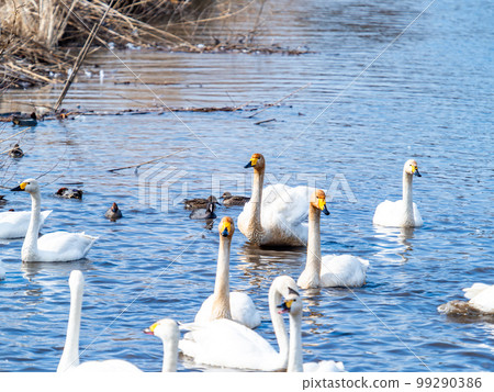 A wintering ground for swans: the graceful and dynamic fluttering of swans' wings in Sugo-numa, Ibaraki Prefecture A wintering ground for swans: the graceful and dynamic fluttering of swans' wings in Sugo-numa, Ibaraki Prefecture 99290386