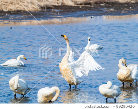 A wintering ground for swans: the graceful and dynamic fluttering of swans' wings in Sugo-numa, Ibaraki Prefecture A wintering ground for swans: the graceful and dynamic fluttering of swans' wings in Sugo-numa, Ibaraki Prefecture 99290420