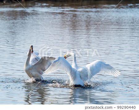 天鵝的越冬地：茨城縣須鄉沼，天鵝振翅的姿態優雅動感 99290440