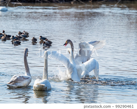天鵝的越冬地：茨城縣須鄉沼，天鵝振翅的姿態優雅動感 99290461