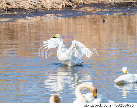 A wintering ground for swans: the graceful and dynamic fluttering of swans' wings in Sugo-numa, Ibaraki Prefecture A wintering ground for swans: the graceful and dynamic fluttering of swans' wings in Sugo-numa, Ibaraki Prefecture 99290650