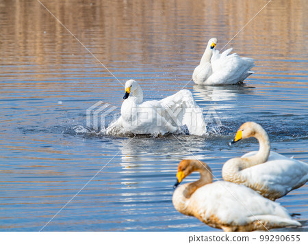 A wintering ground for swans: the graceful and dynamic fluttering of swans' wings in Sugo-numa, Ibaraki Prefecture A wintering ground for swans: the graceful and dynamic fluttering of swans' wings in Sugo-numa, Ibaraki Prefecture 99290655