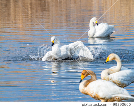 A wintering ground for swans: the graceful and dynamic fluttering of swans' wings in Sugo-numa, Ibaraki Prefecture 99290660