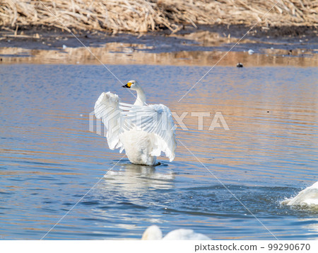 A wintering ground for swans: the graceful and dynamic fluttering of swans' wings in Sugo-numa, Ibaraki Prefecture 99290670