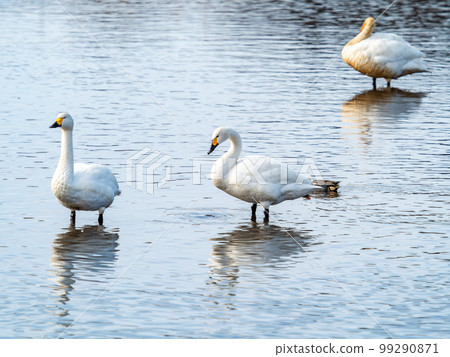 天鵝的越冬地：茨城縣須鄉沼，優雅美麗的天鵝群 99290871