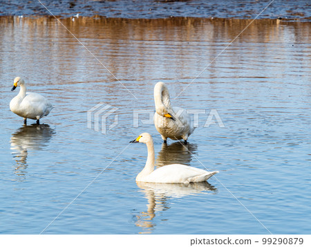 A wintering ground for swans: A flock of graceful and beautiful swans in Sugo-numa, Ibaraki Prefecture A wintering ground for swans: A flock of graceful and beautiful swans in Sugo-numa, Ibaraki Prefecture 99290879