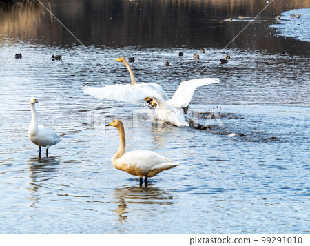 天鵝的越冬地:茨城縣須鄉沼,天鵝振翅的姿態優雅動感 天鵝的越冬地:茨城縣須鄉沼,天鵝振翅的姿態優雅動感 99291010