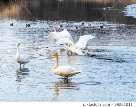 A wintering ground for swans: the graceful and dynamic fluttering of swans' wings in Sugo-numa, Ibaraki Prefecture 99291011