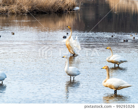 天鵝的越冬地：茨城縣須鄉沼，天鵝振翅的姿態優雅動感 99291026