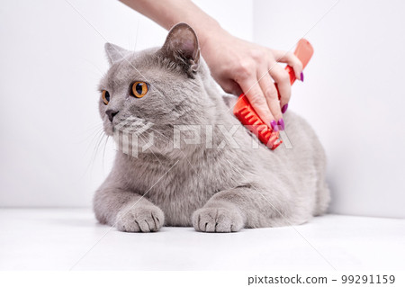 The girl combs the hair of a british shorthair cat The girl combs the hair of a british shorthair cat 99291159