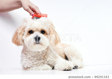 The girl combs the hair of a domestic pet puppy breed Maltipoo 99291161