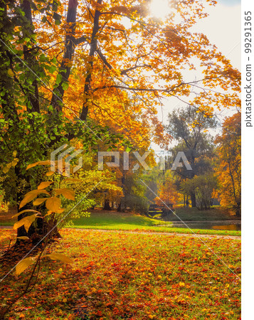 Golden autumn, Alexander park in Tsarskoye Selo on a sunny day. 99291365