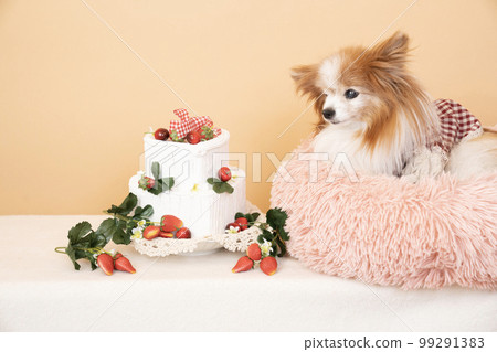 Strawberry cake and Papillon in a pink bed 99291383